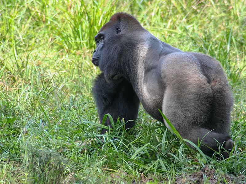 World Gorilla Day IFO INTERHOLCO