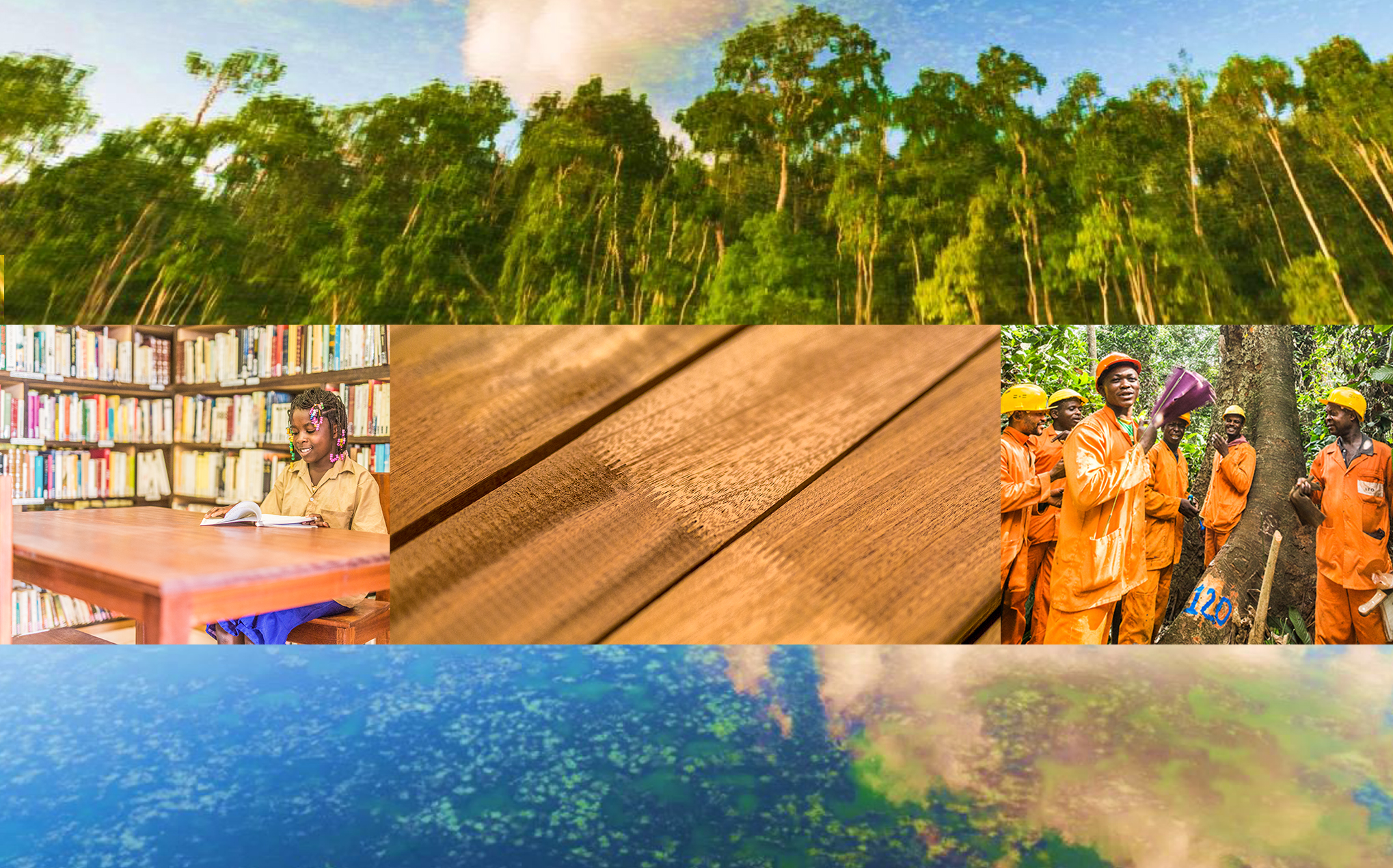INTERHOLCO en tête du classement mondial des solutions forêts  pour la planète