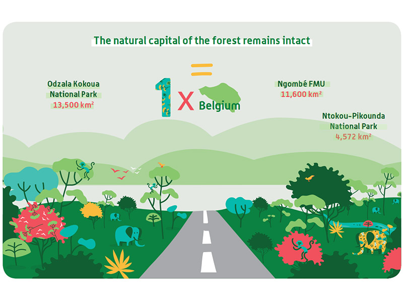On ne voit qu'une grande étendue ininterrompue de forêt de la taille de la Belgique
