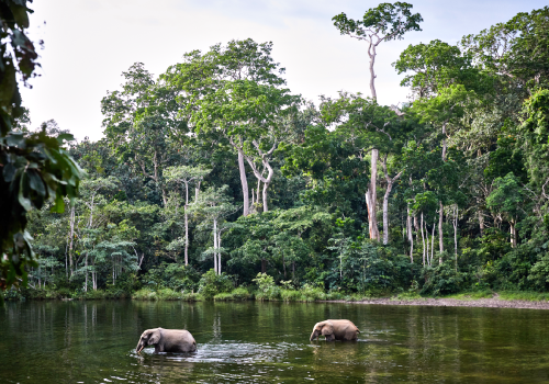 4 Million ha of forest benefit WWF Forests Forward